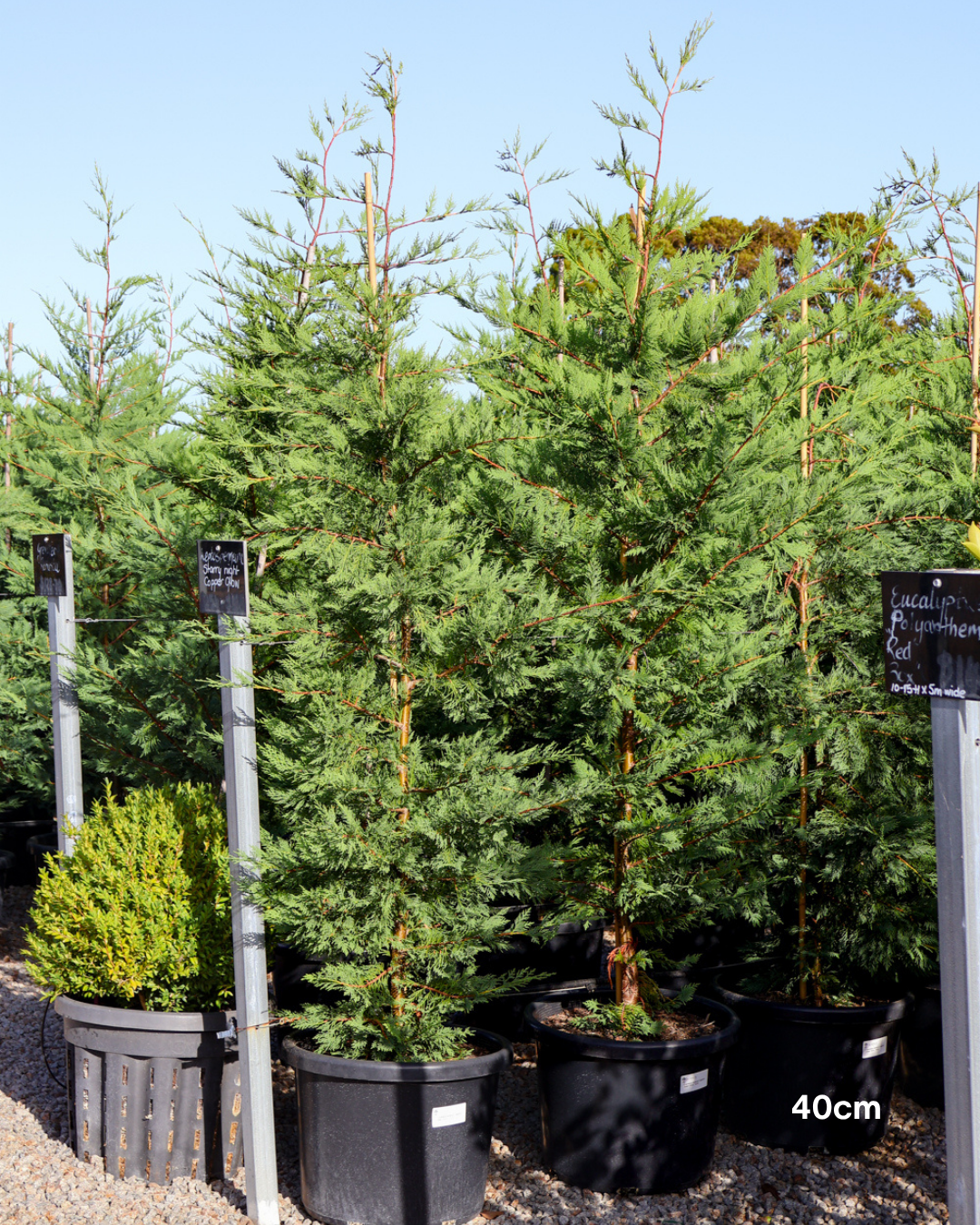 Cupressus x leylandii 'Better Green'