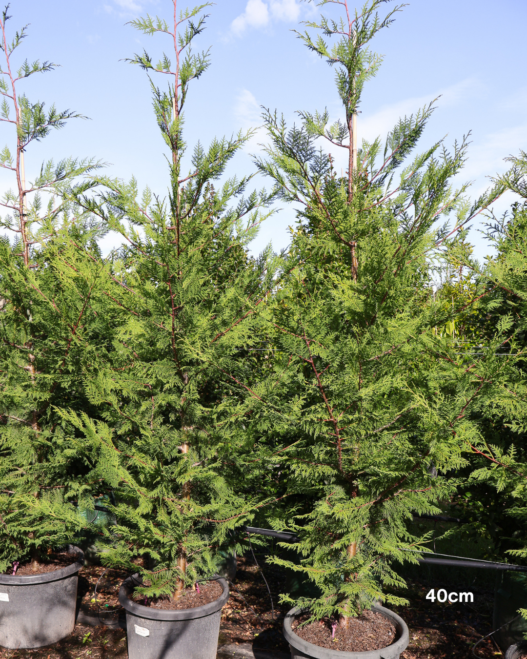 Cupressus x leylandii 'Better Green'