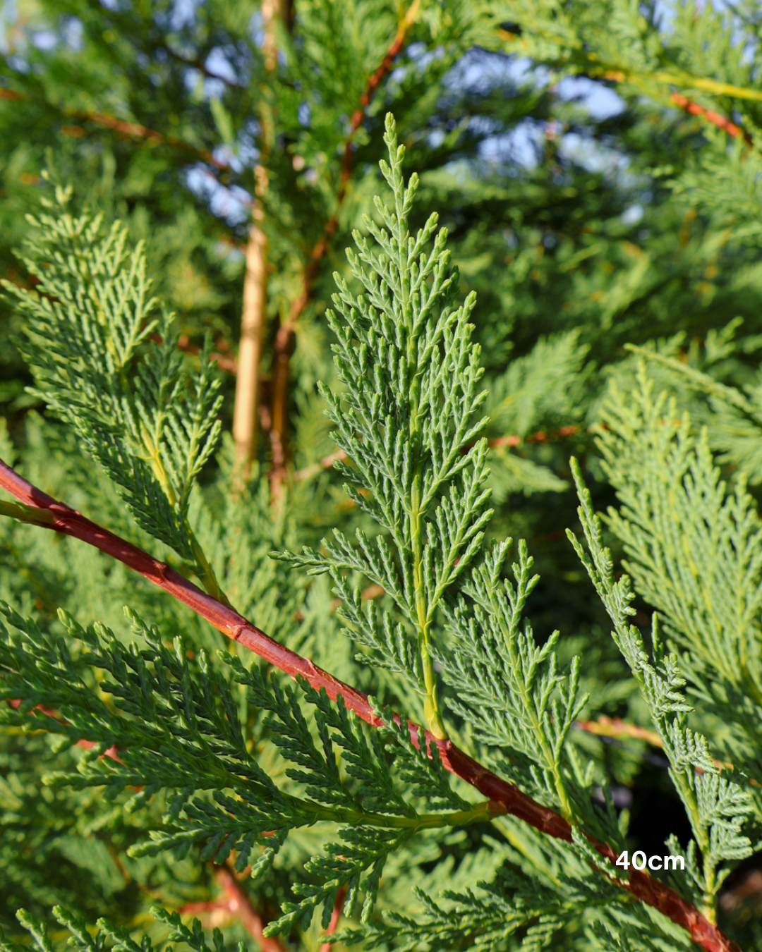 Cupressus x leylandii 'Better Green'