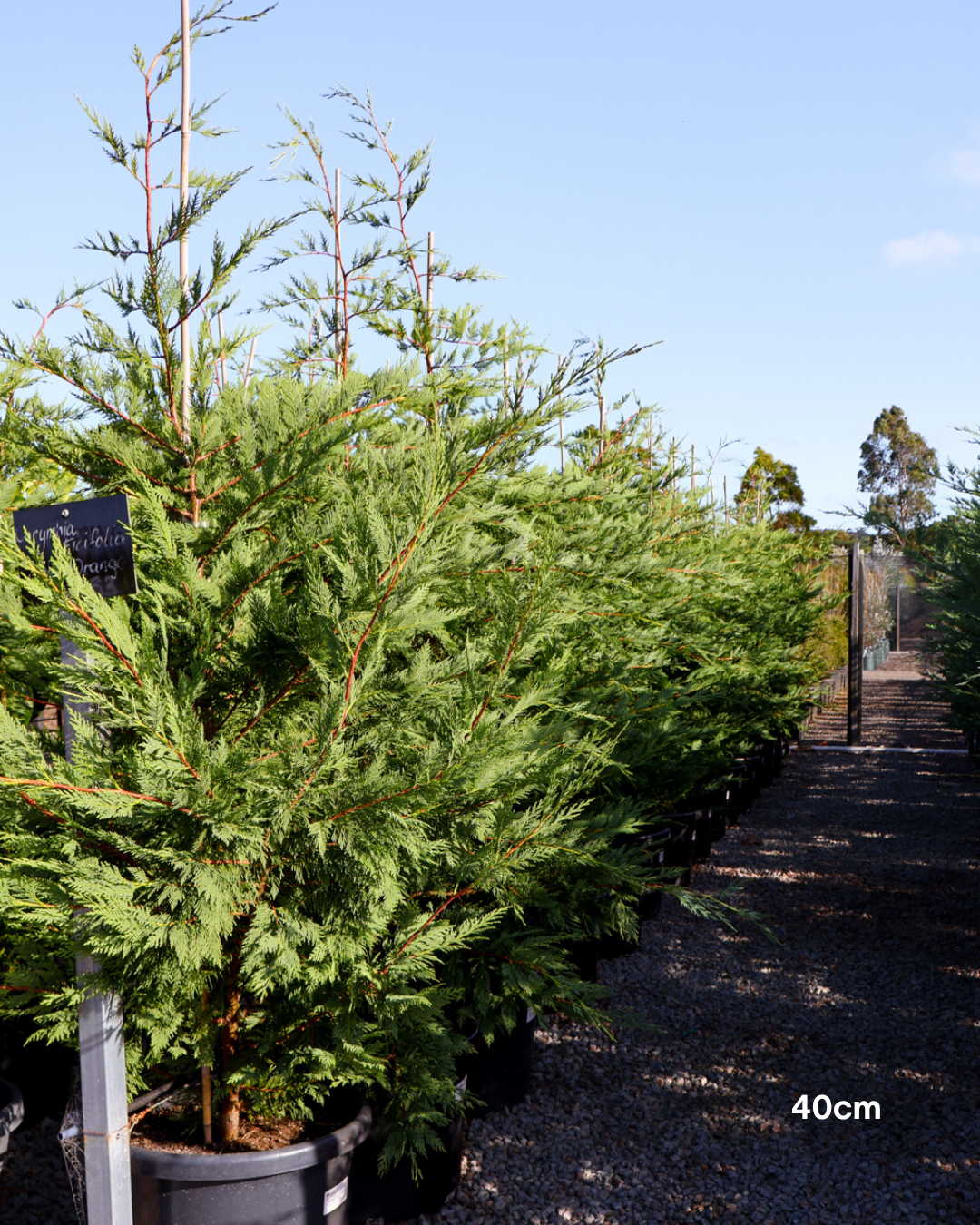 Cupressus x leylandii 'Better Green'