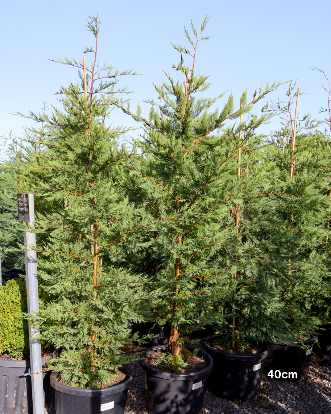 Cupressus x leylandii 'Better Green'