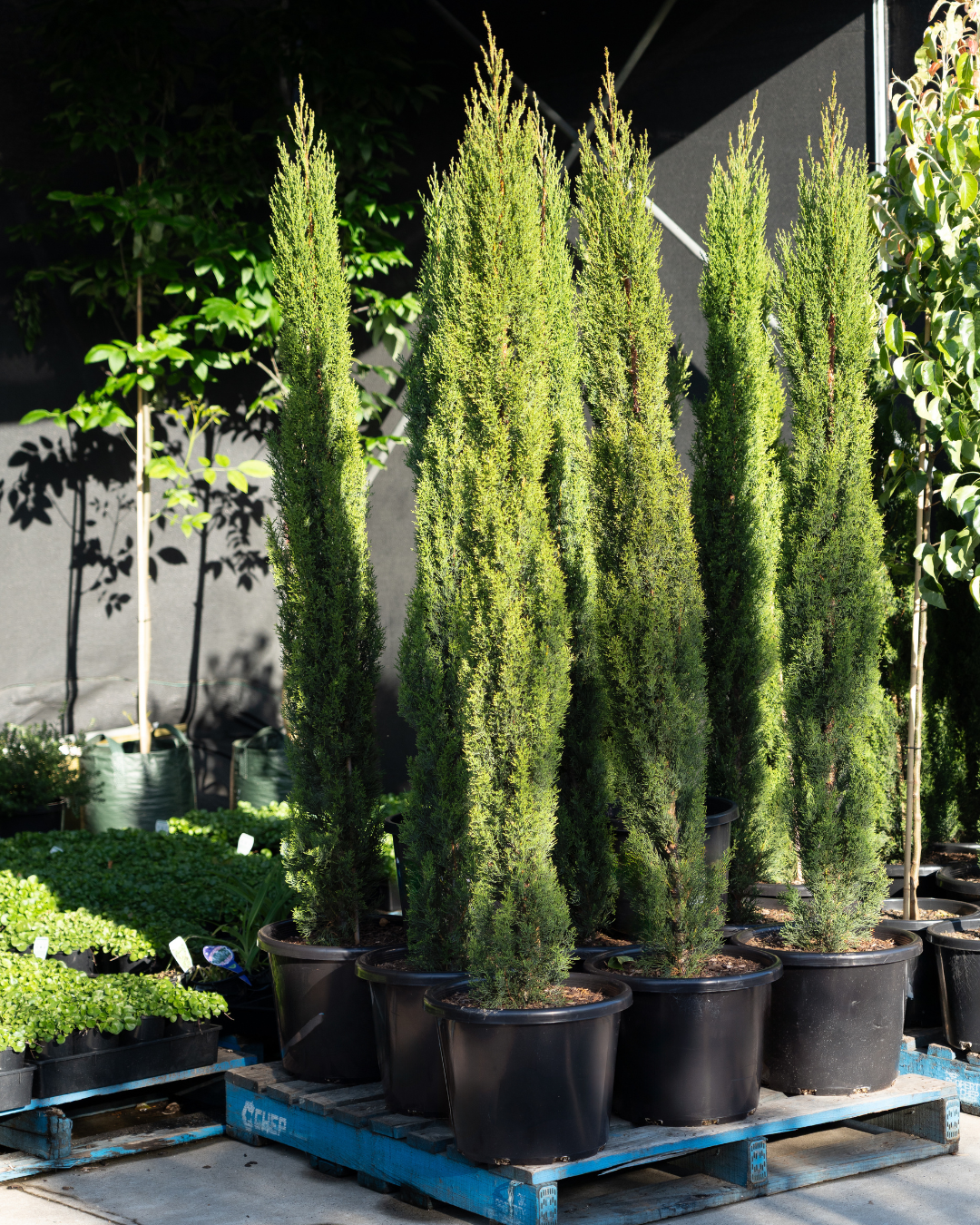 Cupressus sempervirens 'Glauca' Pencil Pine