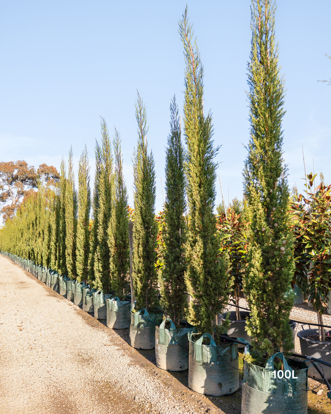 Cupressus sempervirens 'Stricta' - Italian Pencil Pine