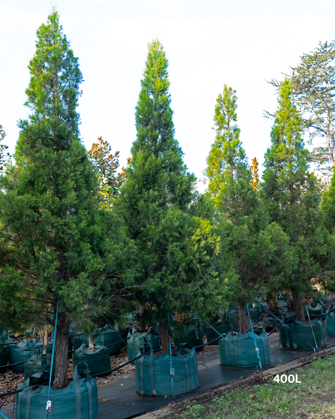 Cupressus torulosa 'Arctic Green' – Arctic Green Bhutan Cypress