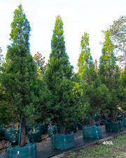 Cupressus torulosa 'Arctic Green' – Arctic Green Bhutan Cypress
