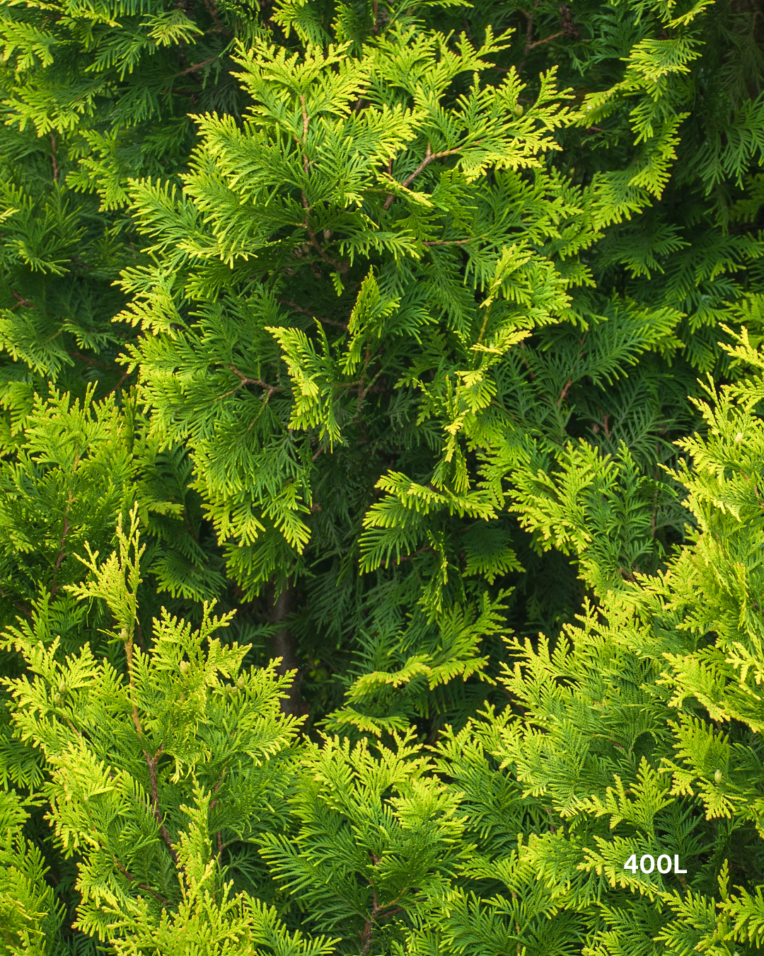 Cupressus torulosa 'Arctic Green' – Arctic Green Bhutan Cypress