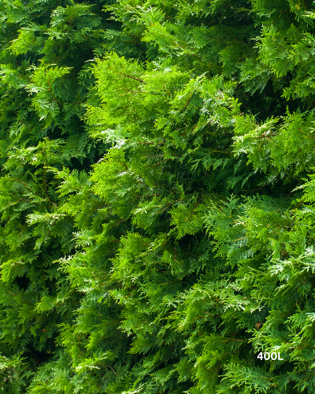 Cupressus torulosa 'Arctic Green' – Arctic Green Bhutan Cypress