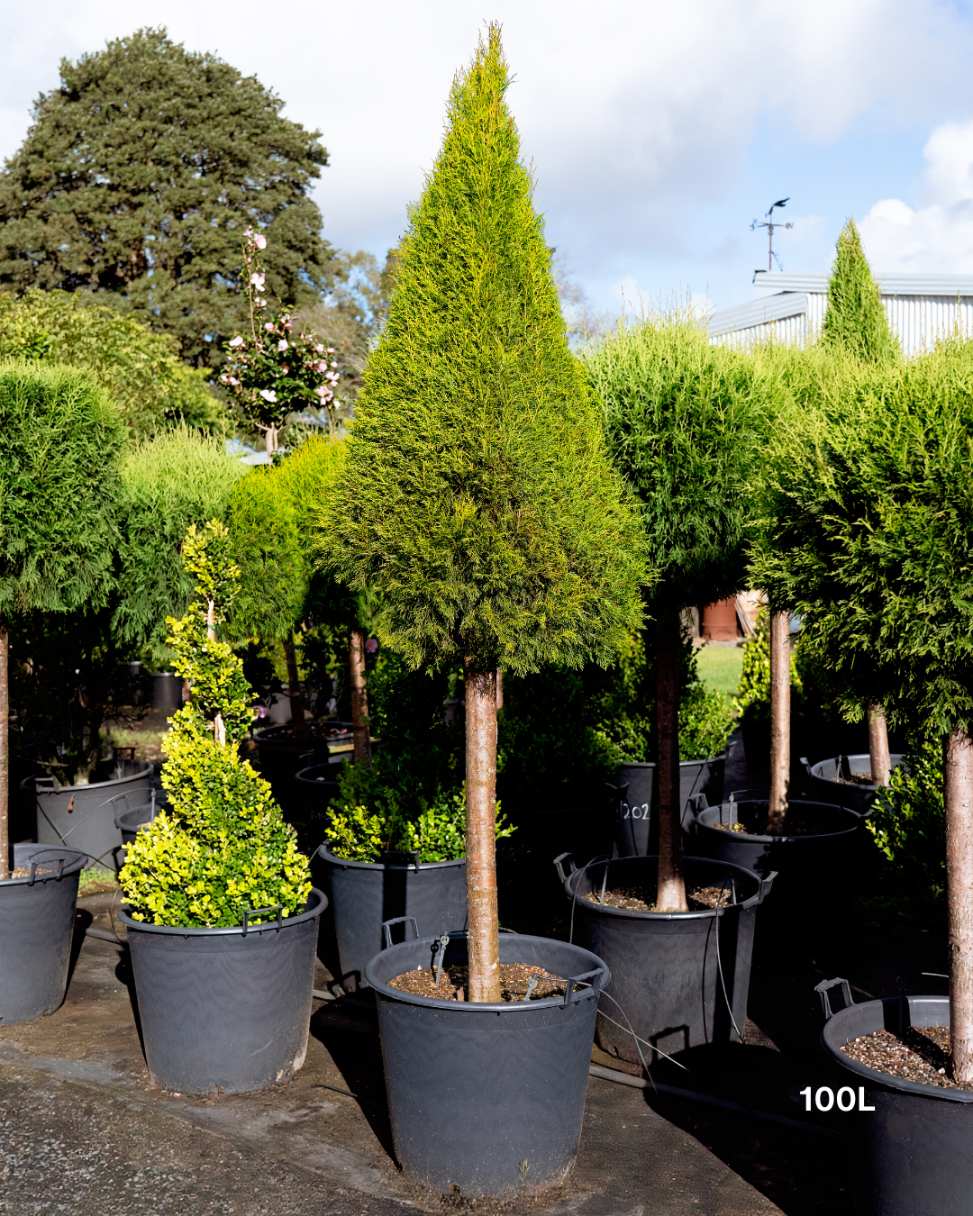 Cupressus torulosa – Bhutan Cypress