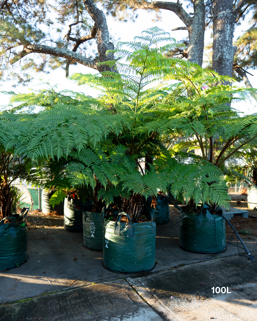 Cyathea cooperi – Australian Tree Fern