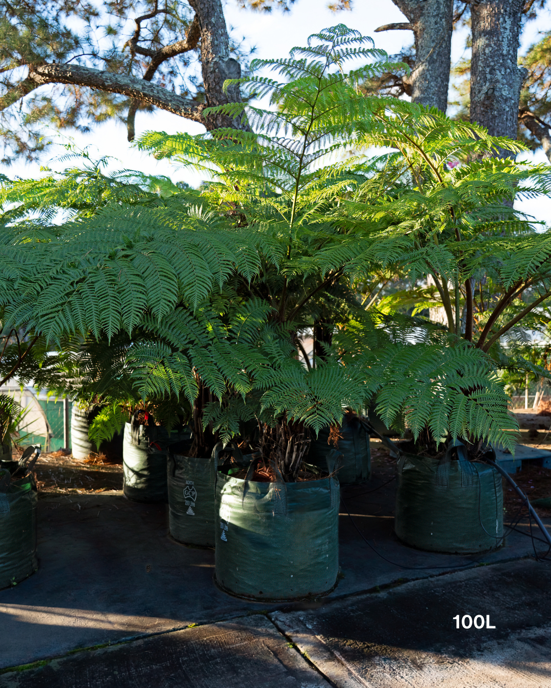 Cyathea cooperi – Australian Tree Fern