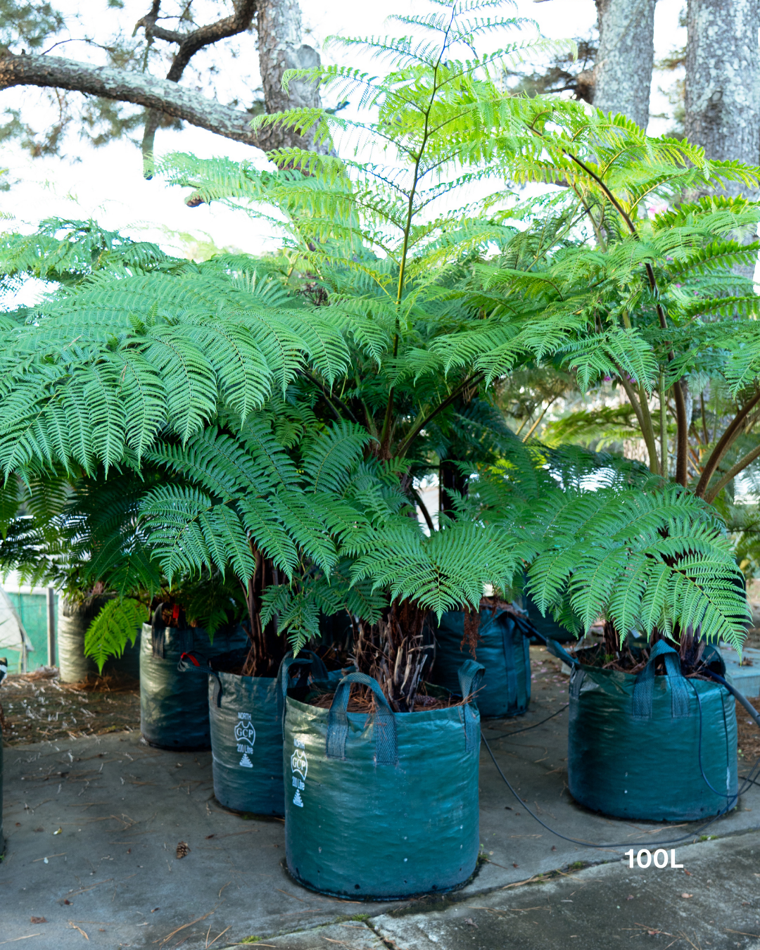 Cyathea cooperi – Australian Tree Fern