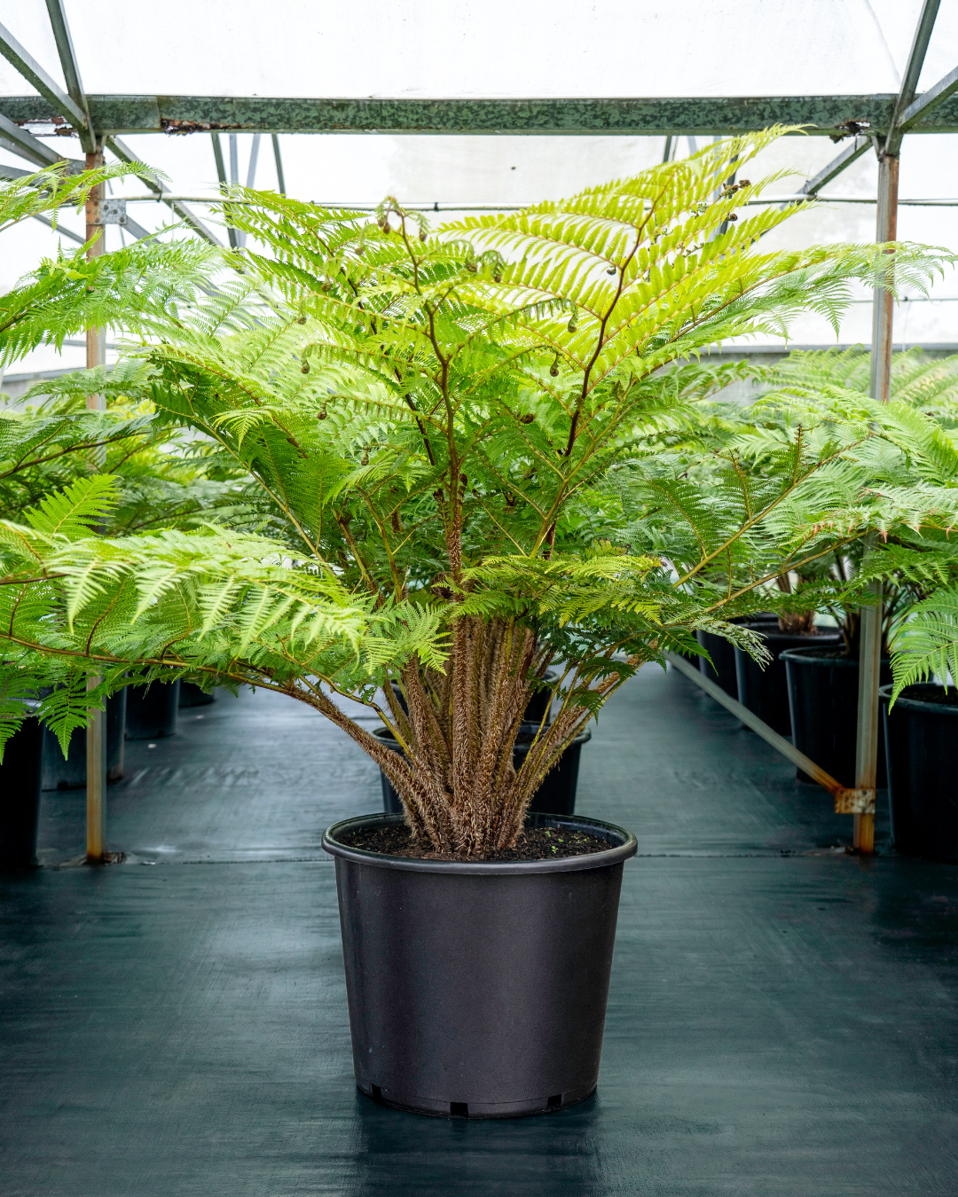 Cyathea cooperi – Australian Tree Fern