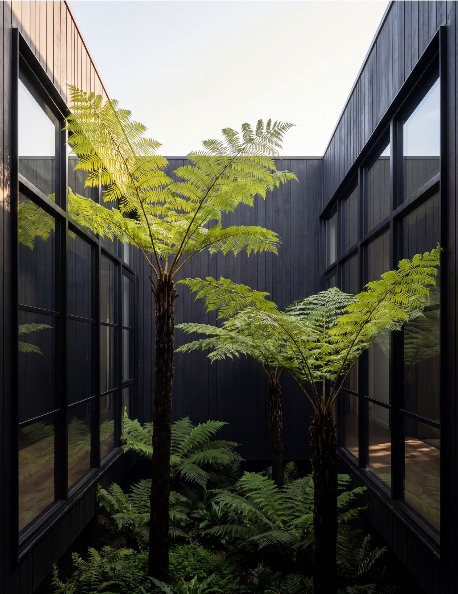 Cyathea cooperi – Australian Tree Fern