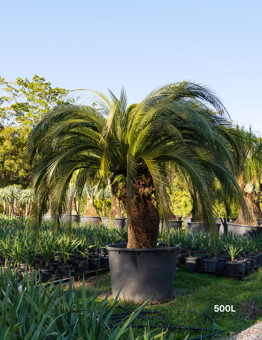 Cycas revoluta - Sago Palm - Evergreen Trees Direct