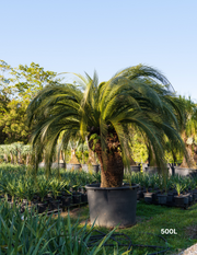Cycas revoluta - Sago Palm - Evergreen Trees Direct