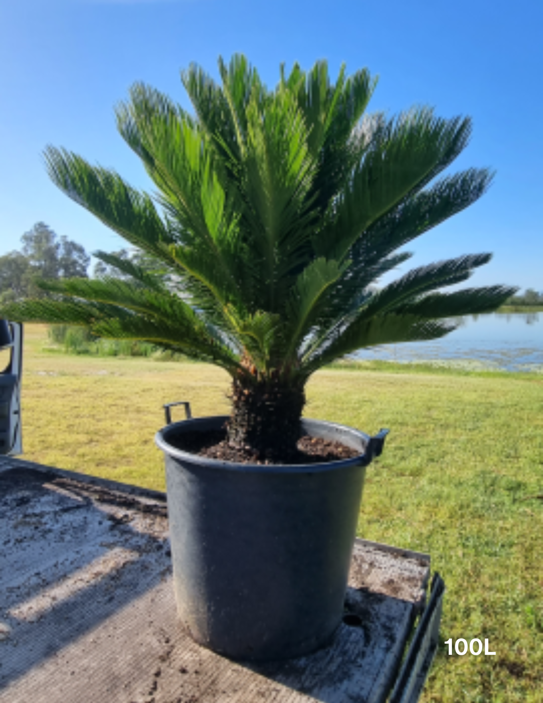 Cycas revoluta