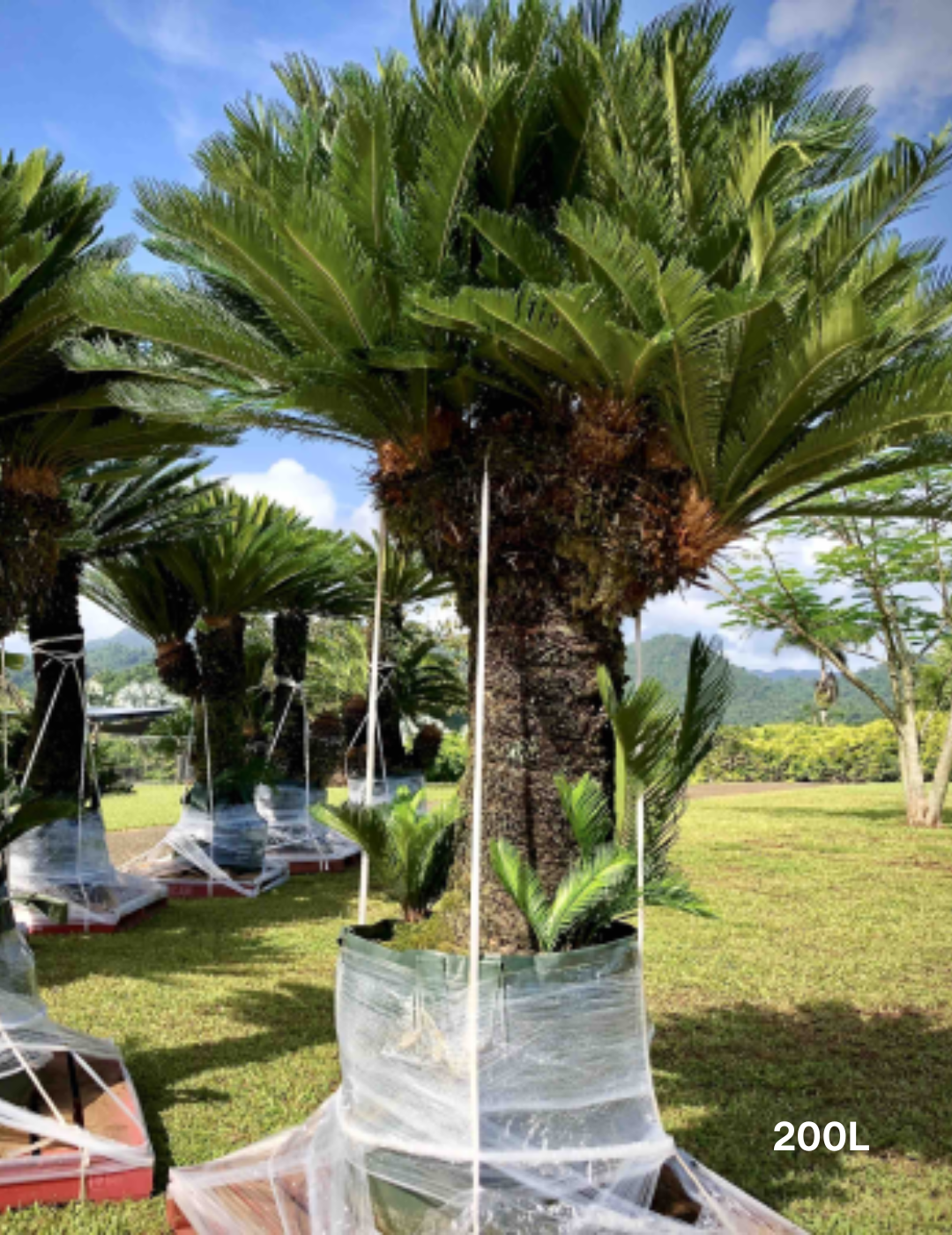 Cycas revoluta (Sago Palm) - Evergreen Trees Direct