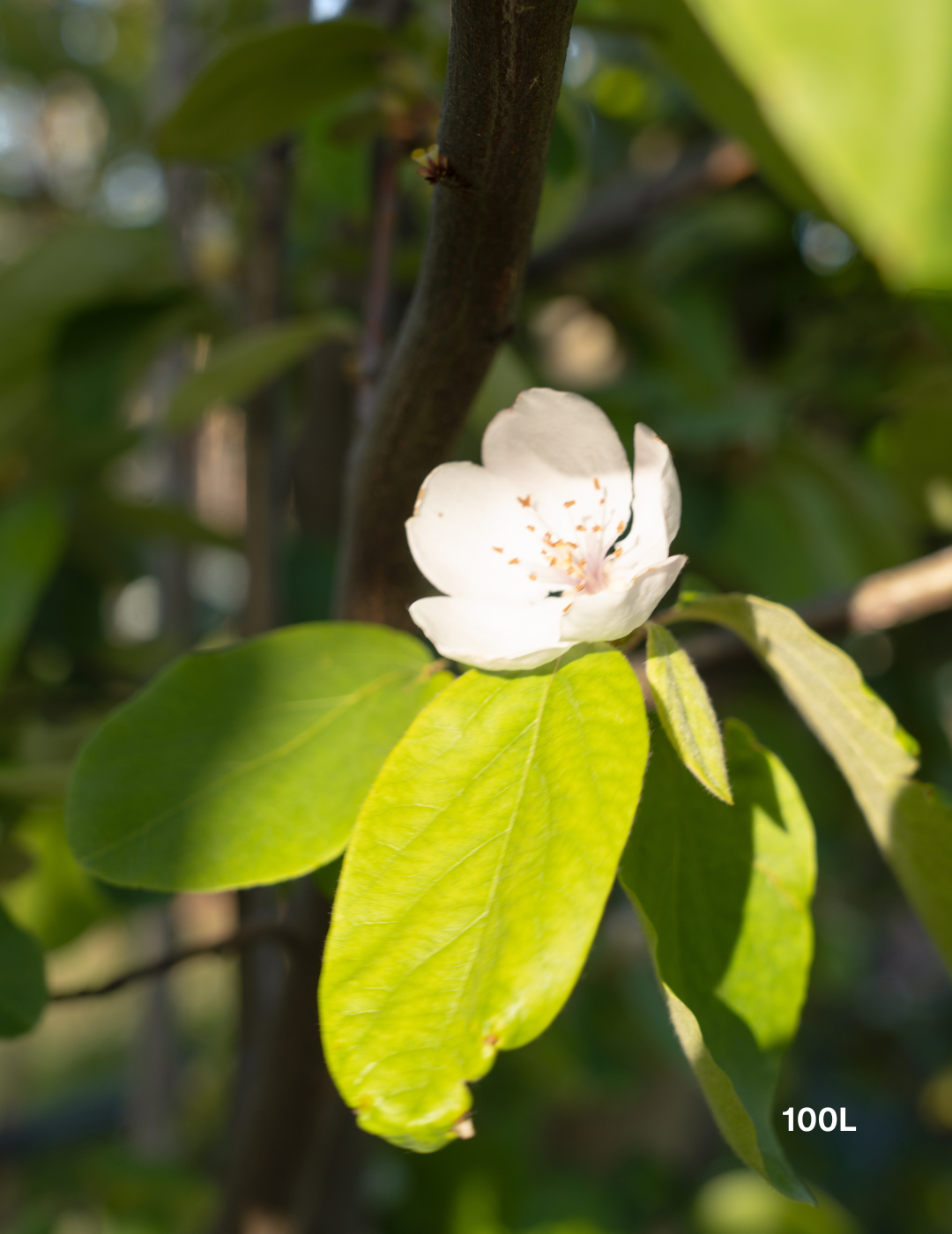 Cydonia oblonga ‘Smyrna’ – Smyrna Quince - Evergreen Trees Direct