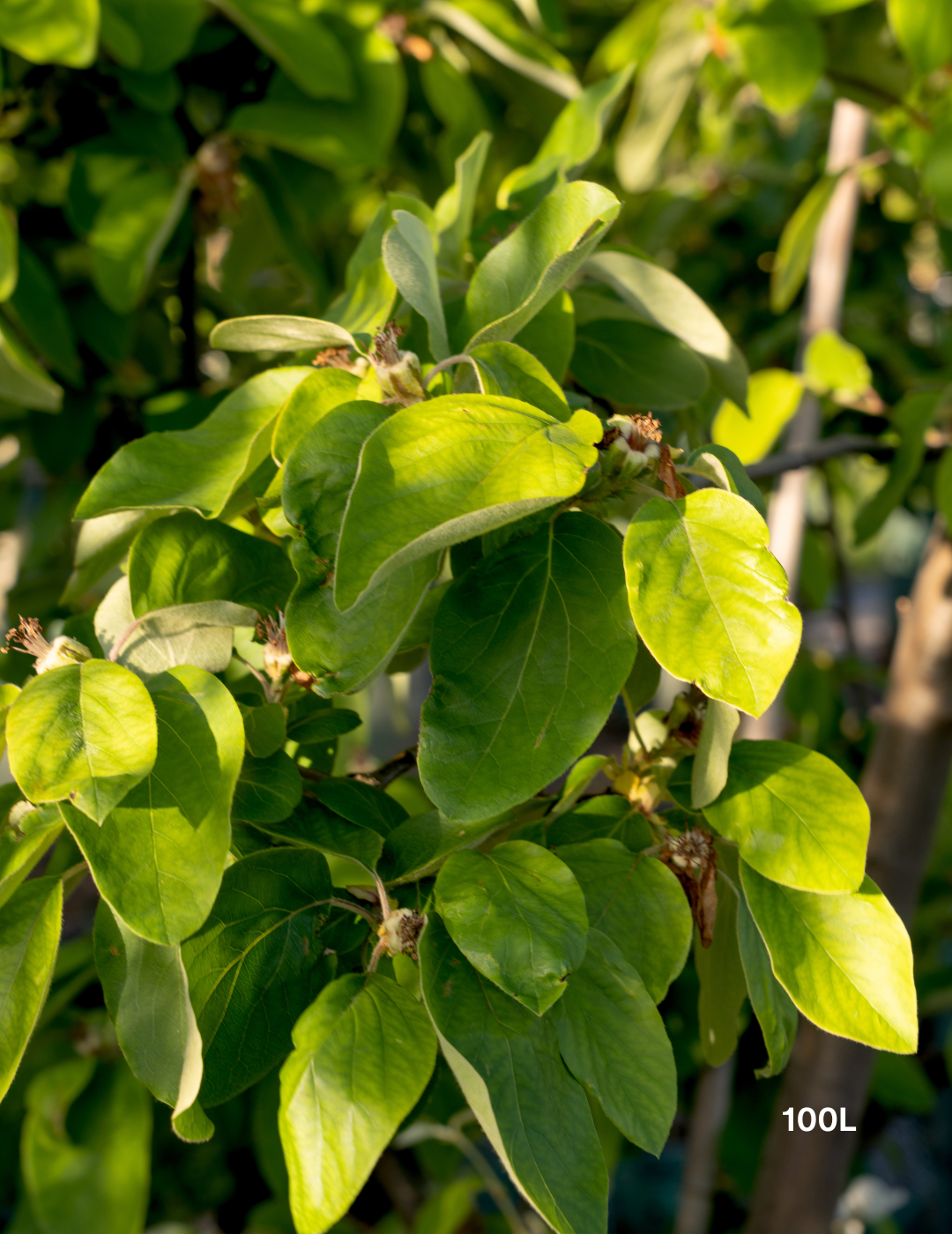 Cydonia oblonga ‘Smyrna’ – Smyrna Quince - Evergreen Trees Direct