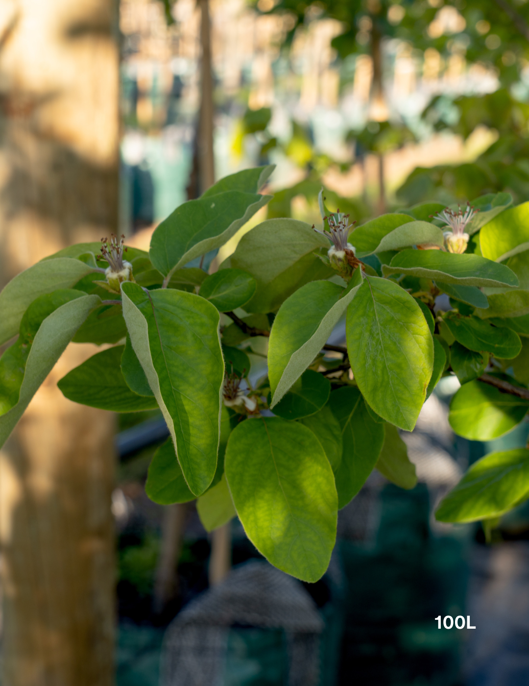 Cydonia oblonga ‘Smyrna’ – Smyrna Quince - Evergreen Trees Direct