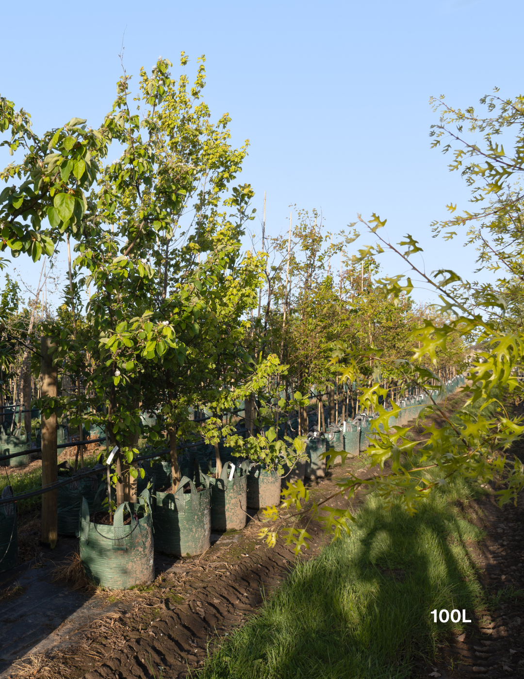 Cydonia oblonga ‘Smyrna’ – Smyrna Quince - Evergreen Trees Direct