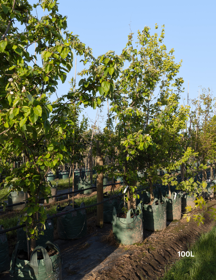 Cydonia oblonga ‘Smyrna’ – Smyrna Quince - Evergreen Trees Direct