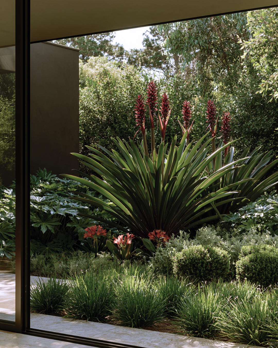 Doryanthes excelsa – Gymea Lily