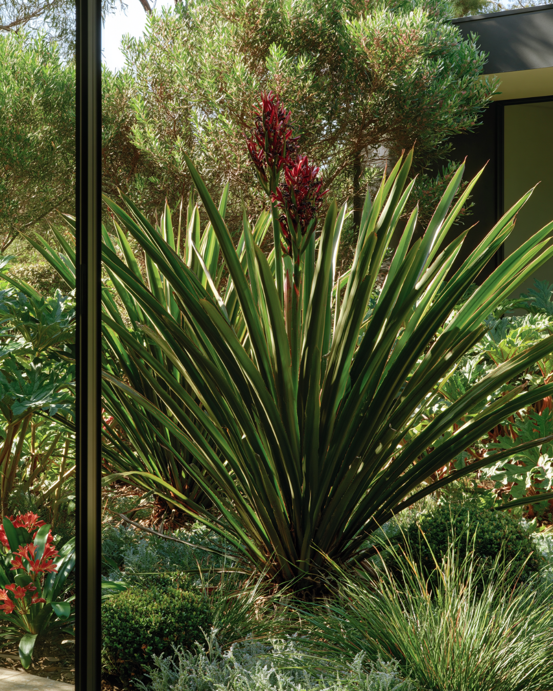Doryanthes excelsa – Gymea Lily