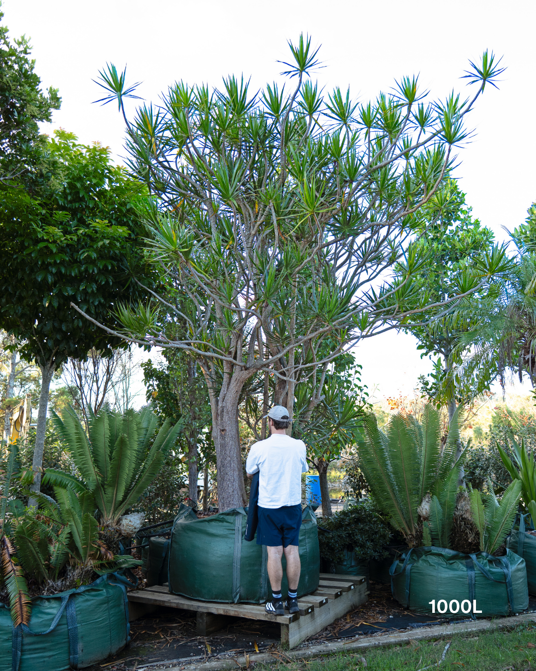 Dracaena marginata Madagascar Dragon Tree