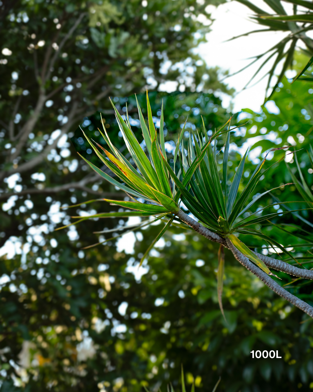 Dracaena marginata Madagascar Dragon Tree