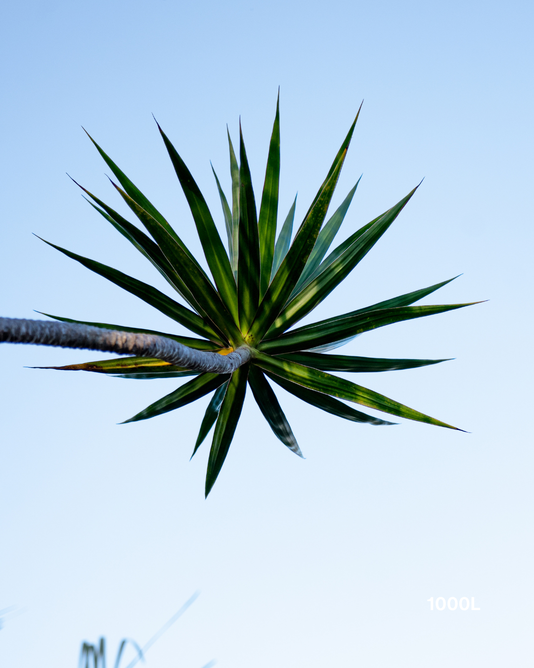 Dracaena marginata Madagascar Dragon Tree