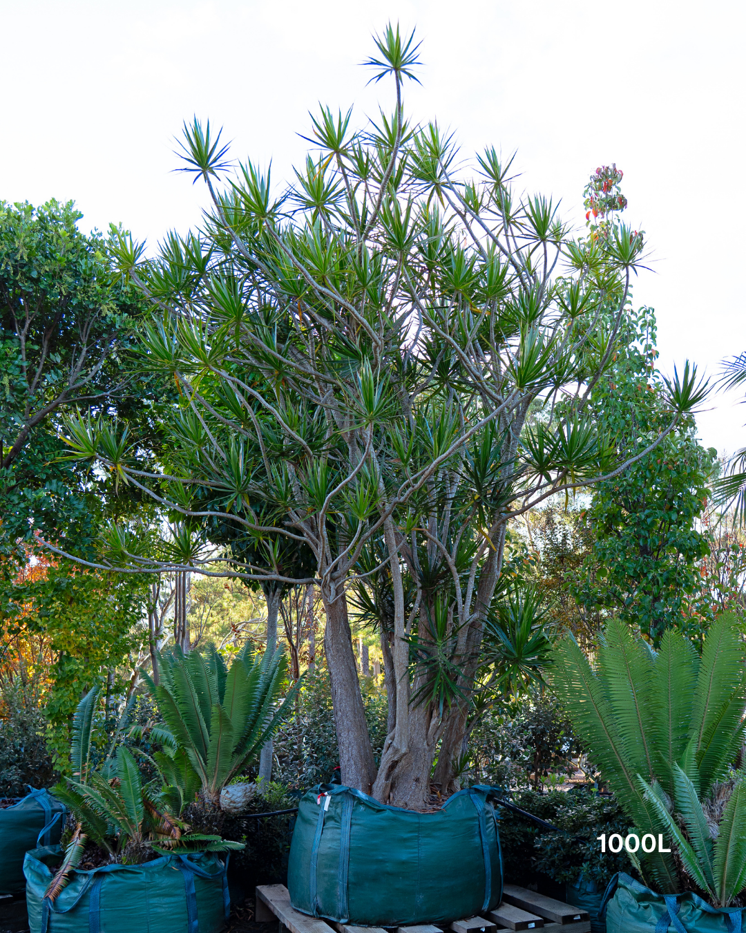 Dracaena marginata Madagascar Dragon Tree