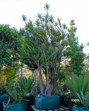Dracaena marginata Madagascar Dragon Tree