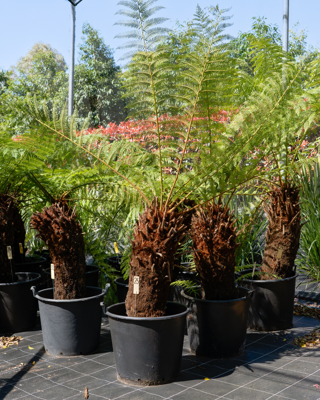 Evergreen Trees Direct