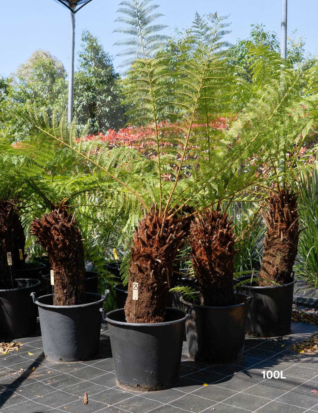Dicksonia antarctica – Soft Tree Fern - Evergreen Trees Direct