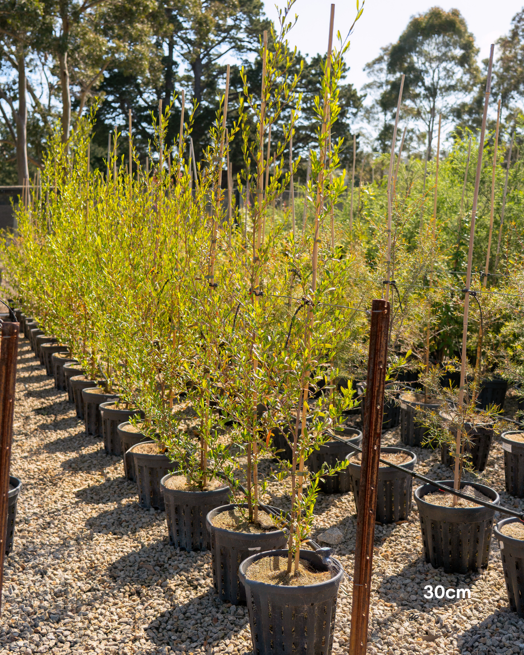 Dodonaea viscosa – Sticky Hop Bush