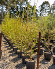 Dodonaea viscosa – Sticky Hop Bush