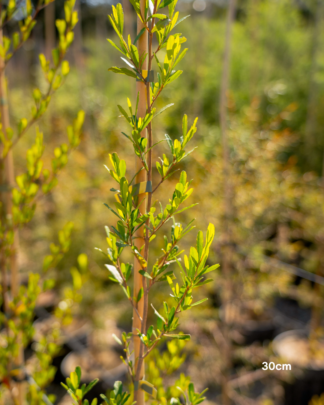 Dodonaea viscosa – Sticky Hop Bush