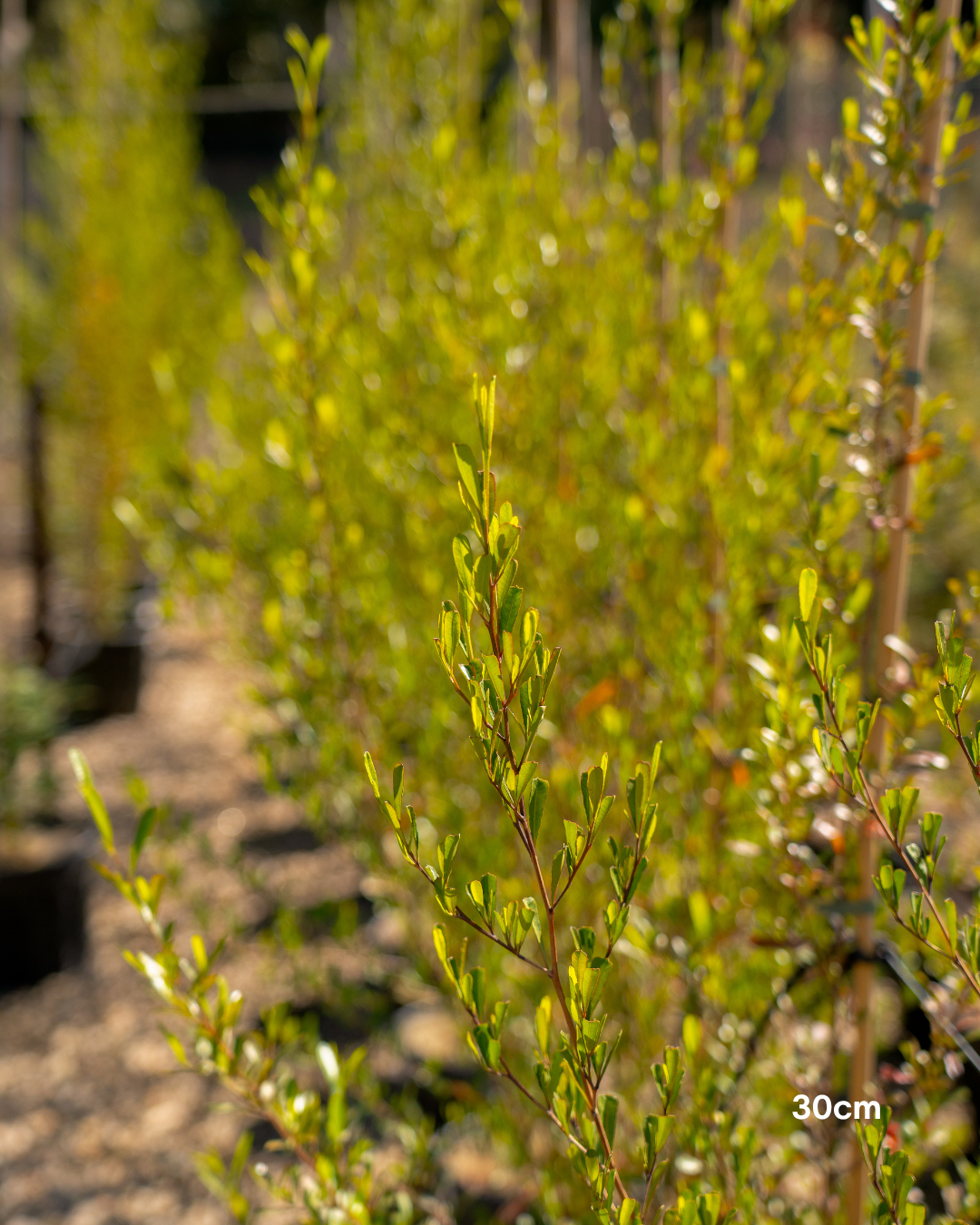 Dodonaea viscosa – Sticky Hop Bush