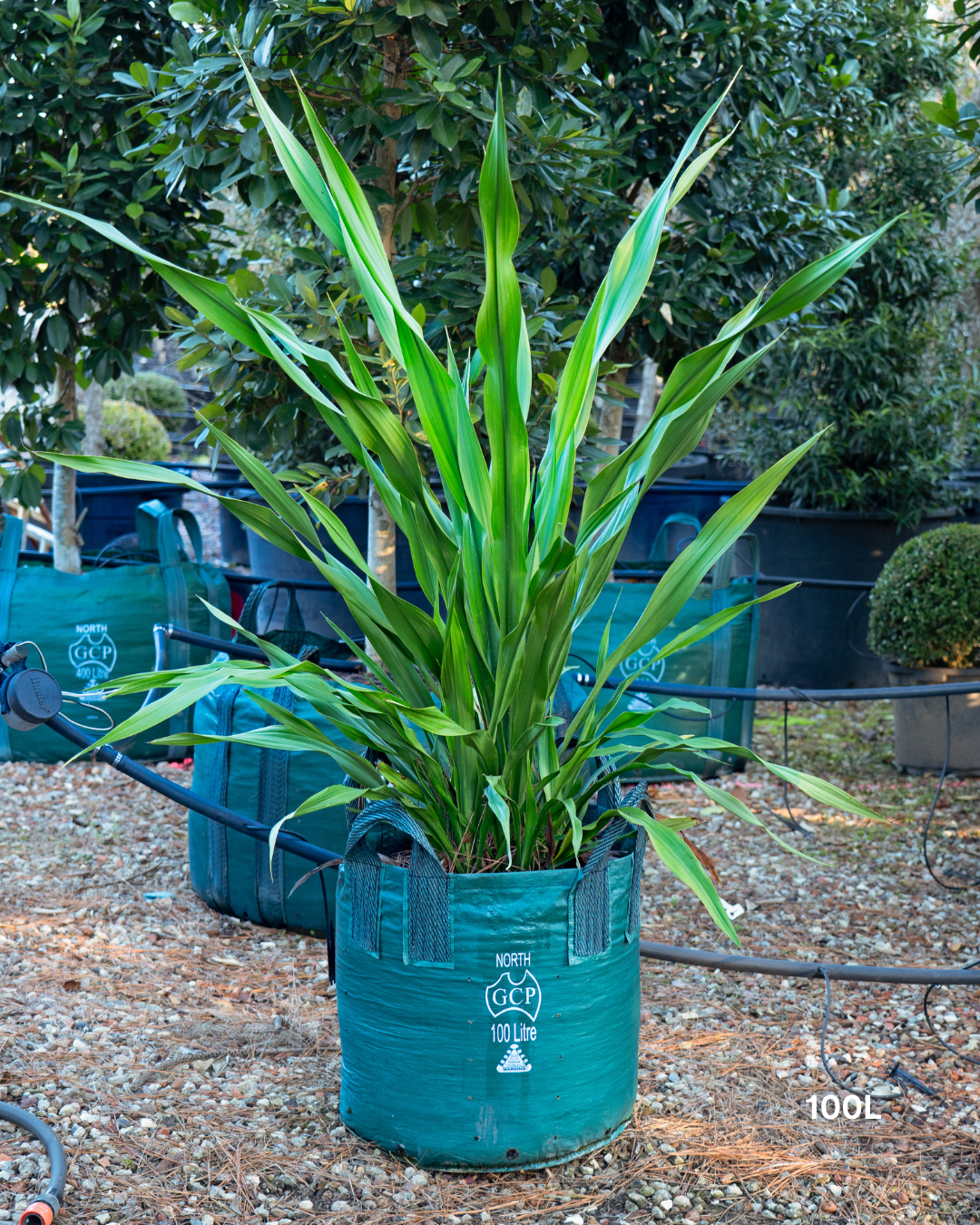 Doryanthes excelsa – Gymea Lily