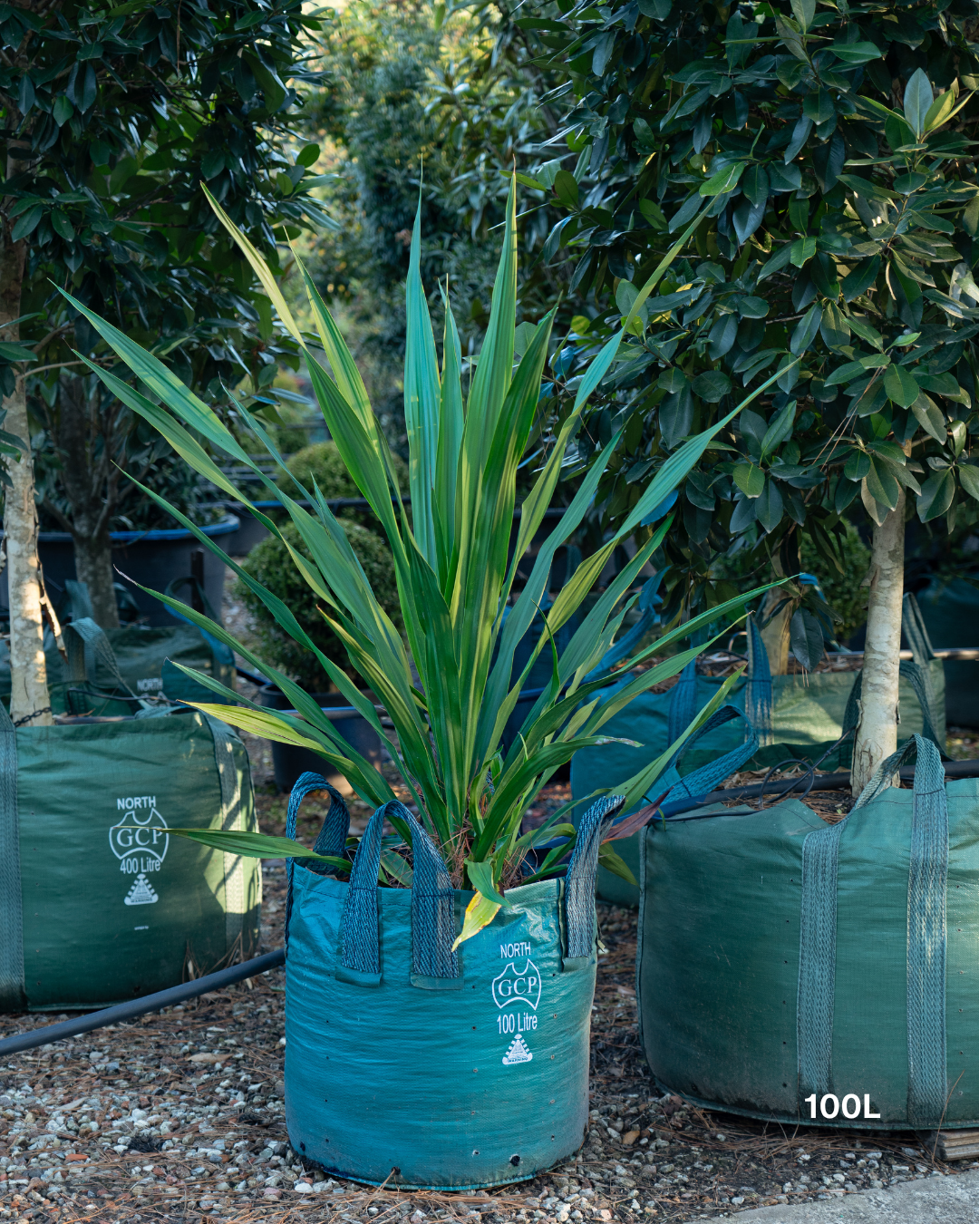 Doryanthes excelsa – Gymea Lily