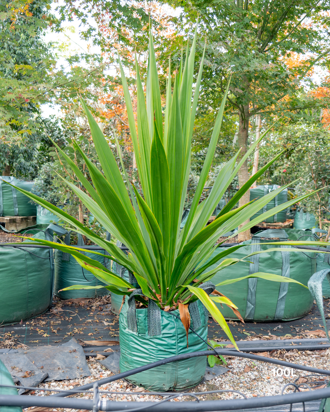 Doryanthes excelsa – Gymea Lily