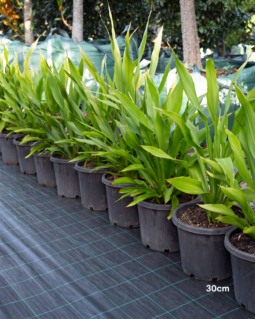 Doryanthes excelsa – Gymea Lily