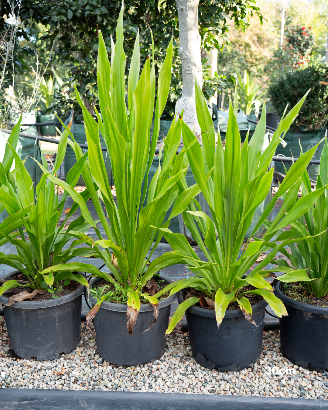 Doryanthes excelsa – Gymea Lily