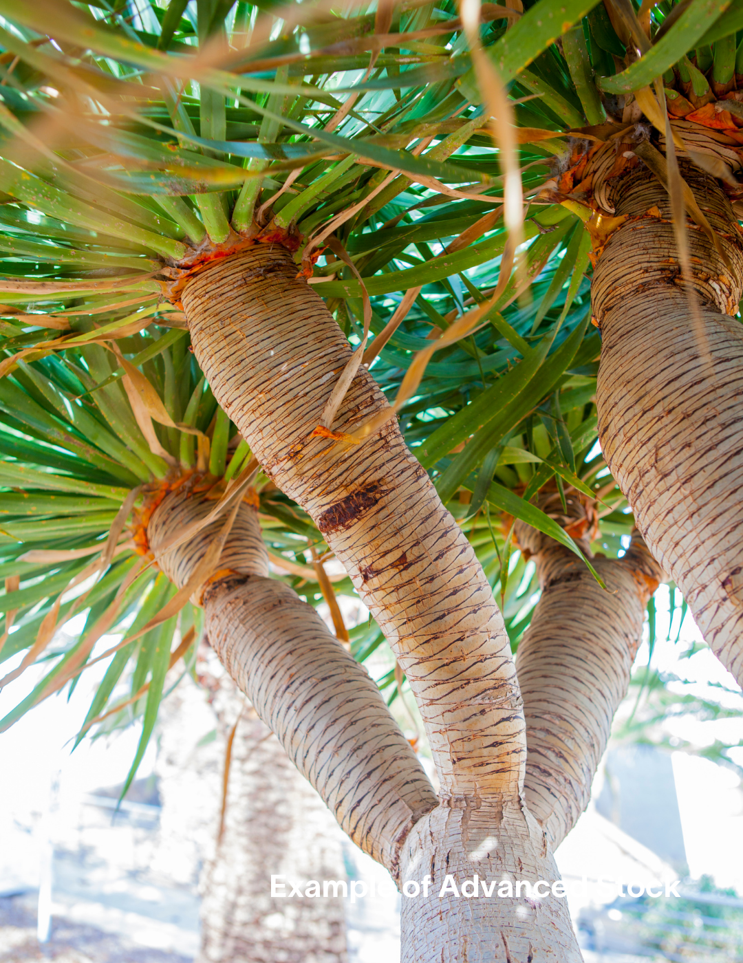 Dracaena draco (Dragon Tree) - Evergreen Trees Direct