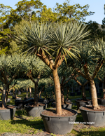 Dracaena draco – Dragon Tree | Architectural Feature Plant