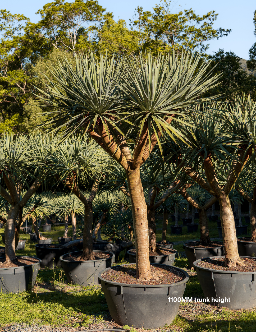 Dracaena draco – Dragon Tree - Evergreen Trees Direct