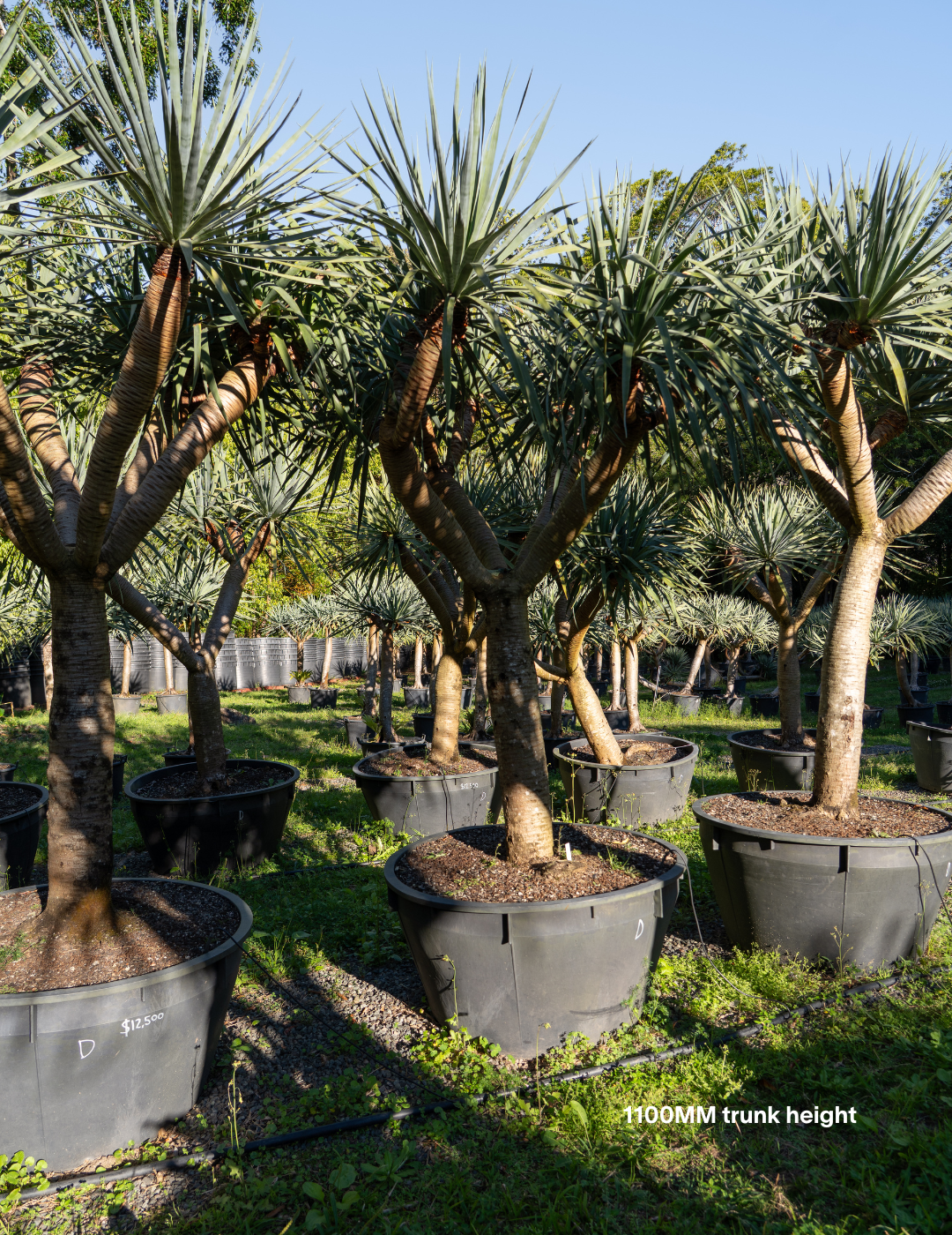 Dracaena draco – Dragon Tree - Evergreen Trees Direct