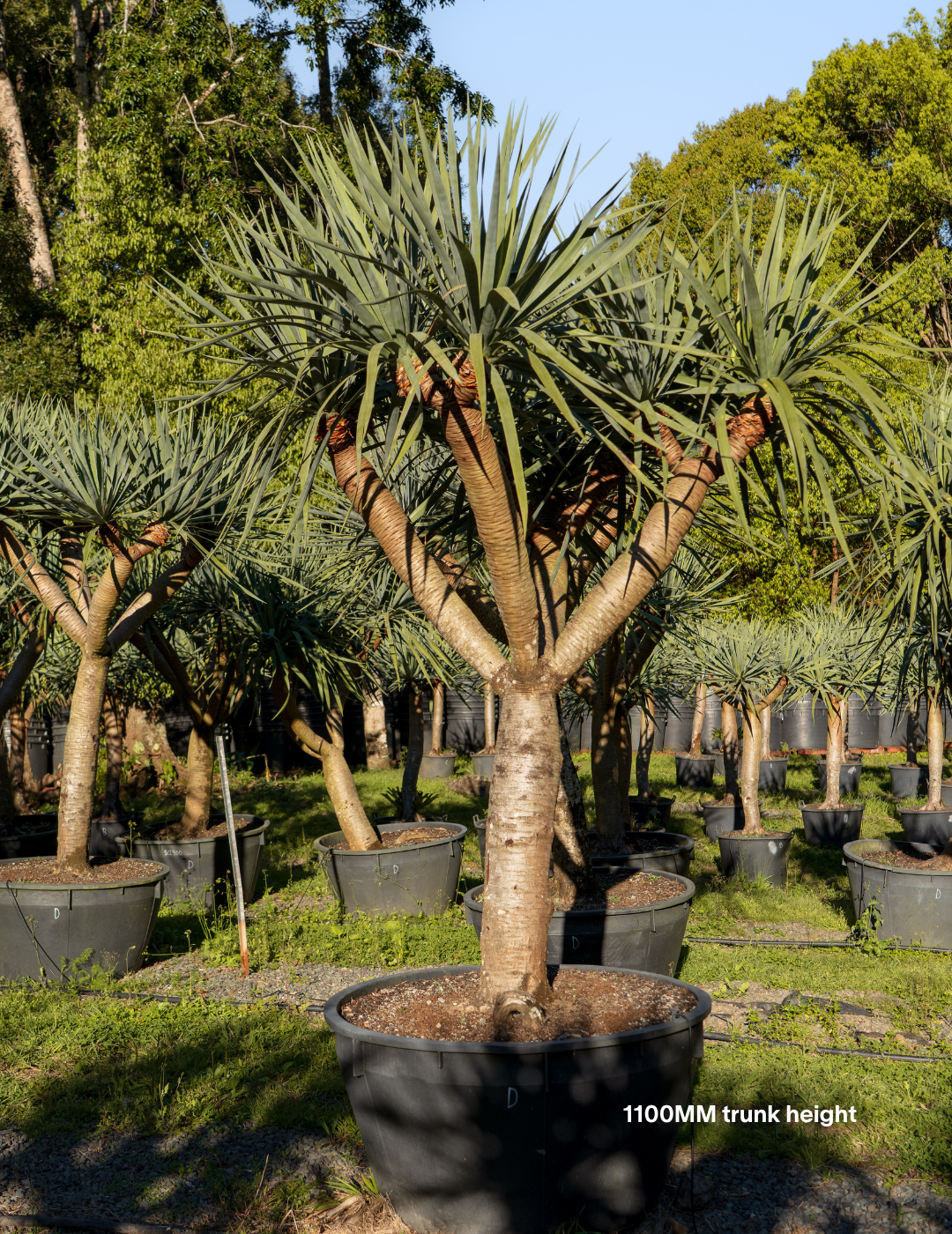 Dracaena draco – Dragon Tree - Evergreen Trees Direct