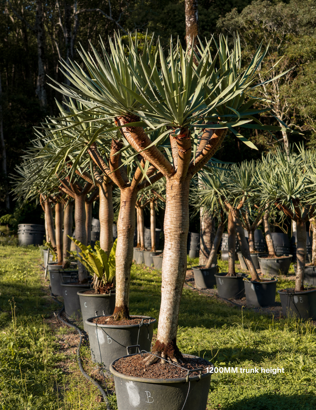 Dracaena draco – Dragon Tree - Evergreen Trees Direct
